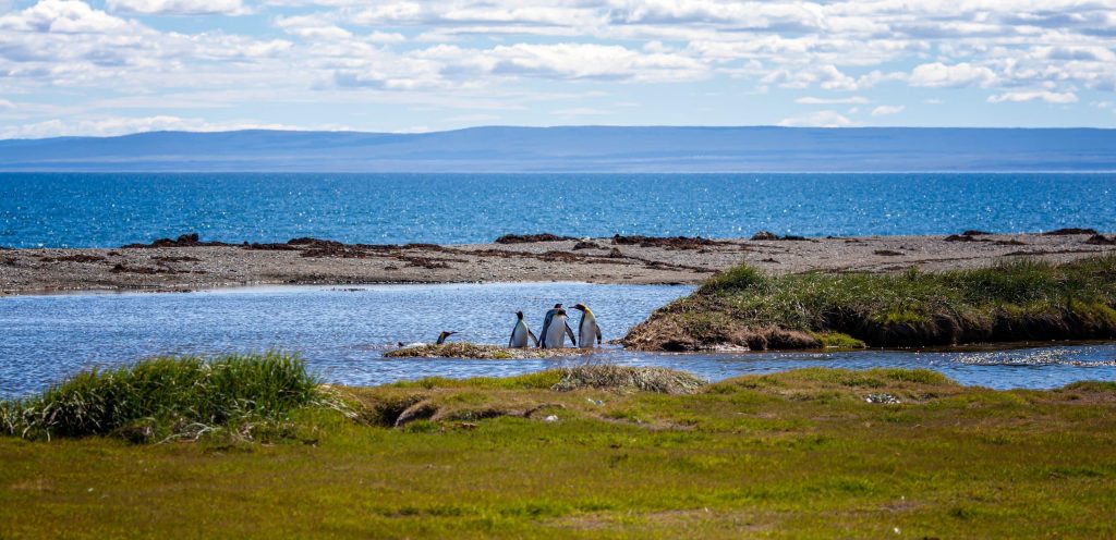 King,Penguins,On,The,Coastline,Of,Tierra,Del,Fuego,,Chile,
