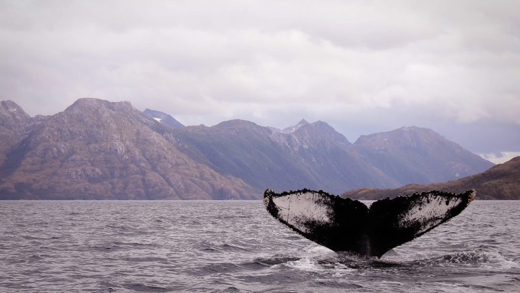 Whale,Watching,In,The,Straight,Of,Magellan