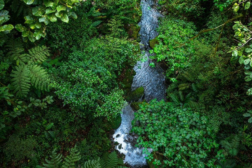 Survol de la forêt de Monteverde sur un parcours de tyroliennes Costa Rica vue sur la végétation depuis la canopée