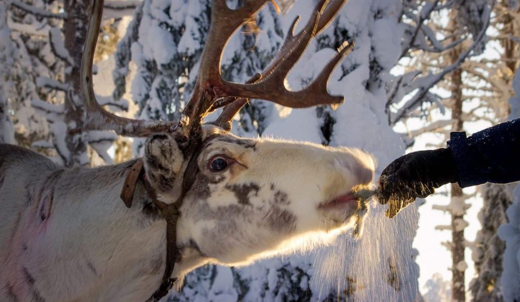 ©Palosaaren porotilA Réveil au milieu des rennes Finlande nourrir les rennes