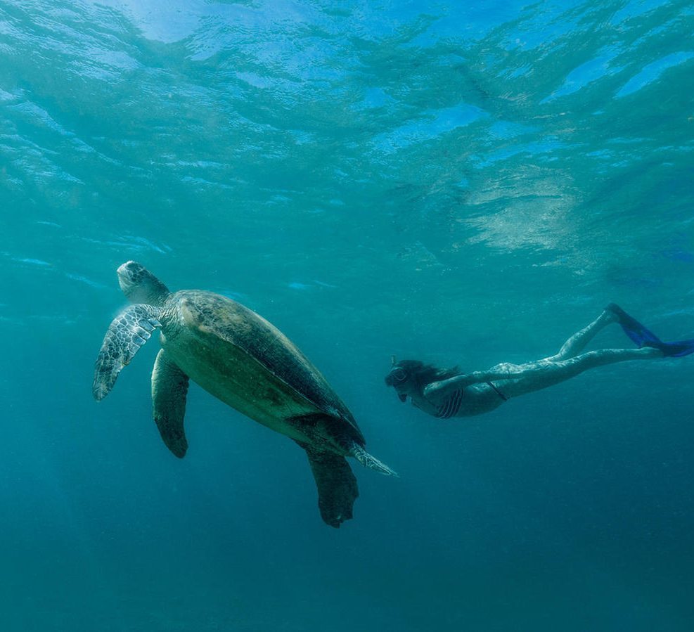 Amanwana Indonésie plongée avec les tortues