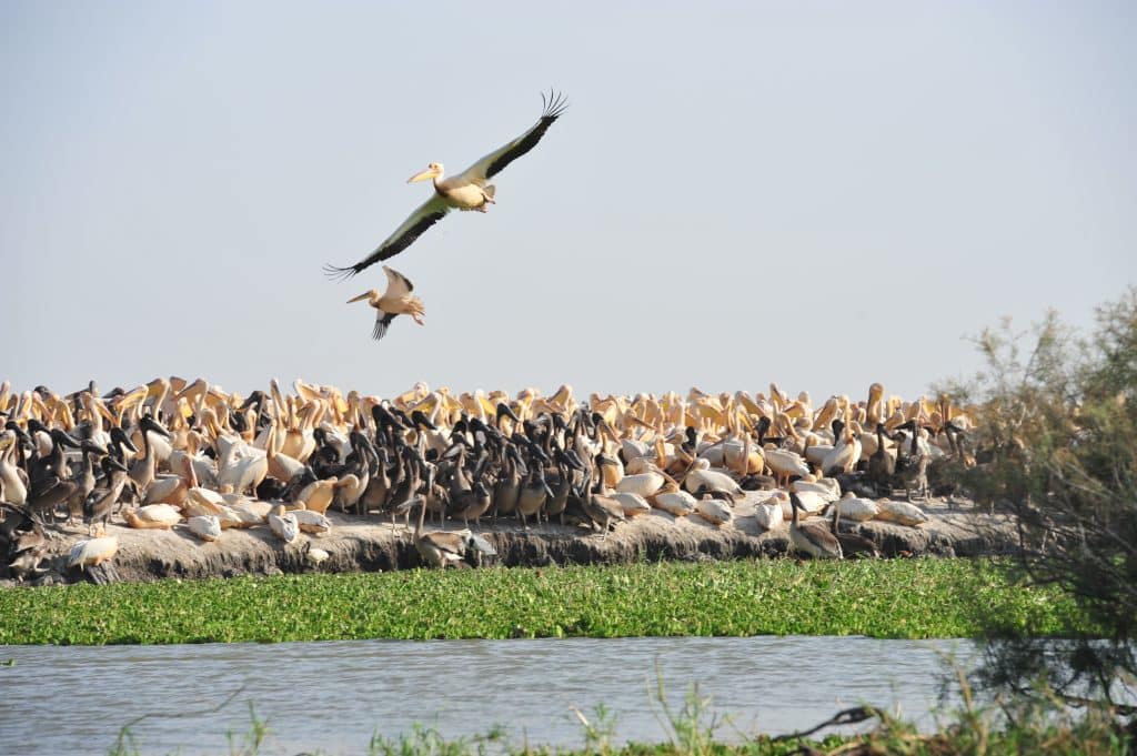 Compagnie du Fleuve   Bou el Mogdad Croisière culturelle sur le fleuve Sénégal avifaune