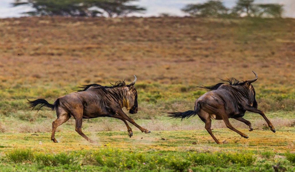 Migration des gnous dans le Parc de Liuwa Plains Zambie course de gnous