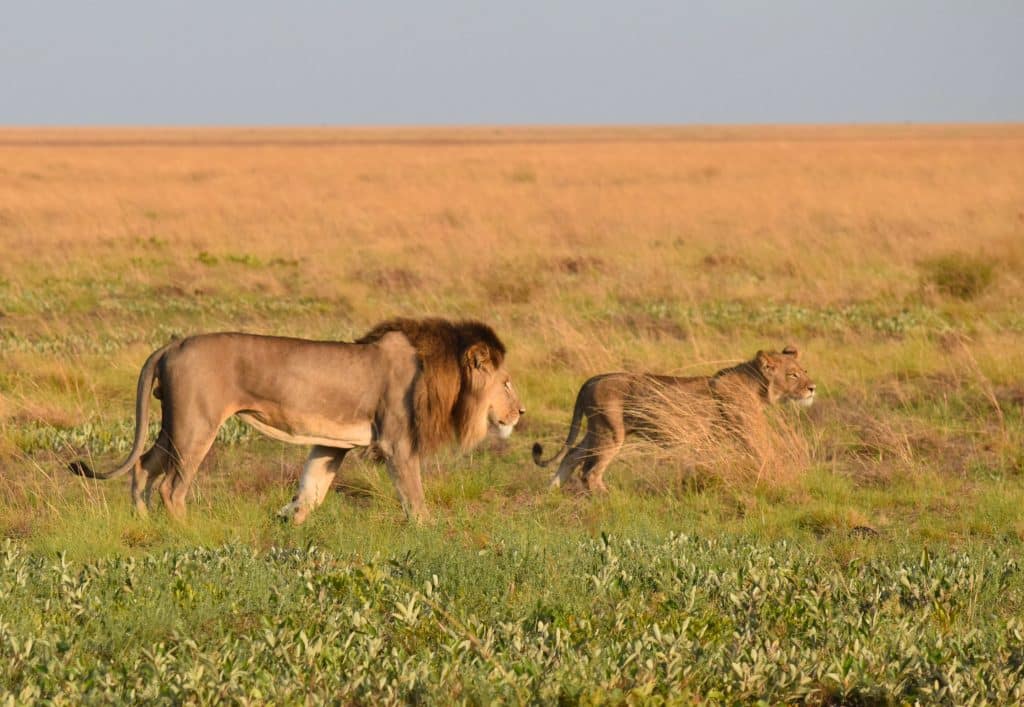 Lion,And,Lioness,Zambia's,Liuwa,Plains,National,Park