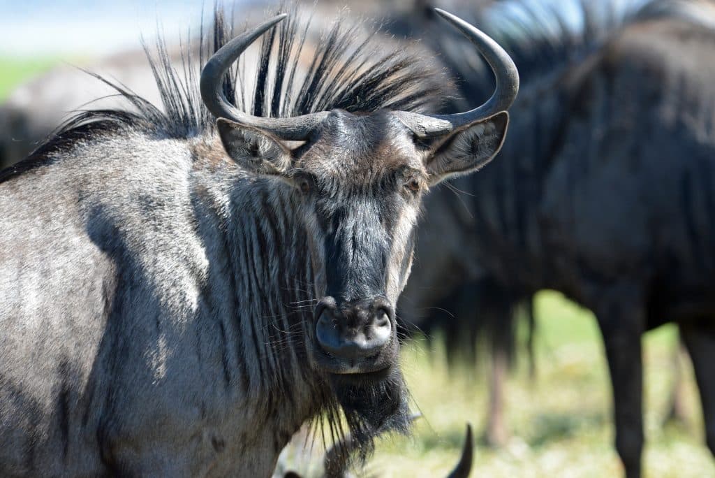 Close up,Of,Wildebeest,,Staring,Into,The,Camera,,Liuwa,Plains,,Zambia.