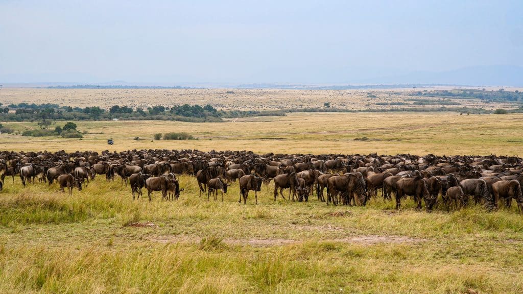 The,Big,Migration,Of,The,Wildebeests,In,Africa