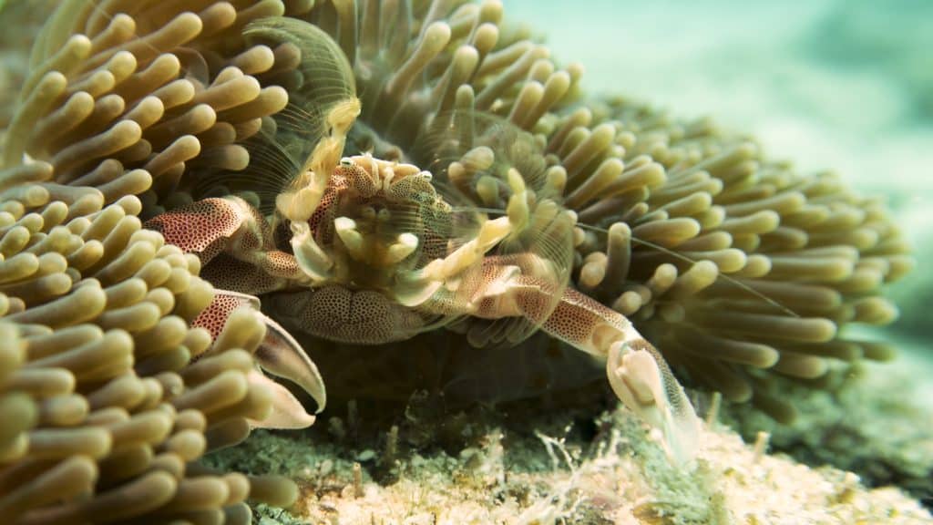 Crab,In,Anemone,Filter,Feeding,At,Mnemba,Atoll,,Zanzibar,,May