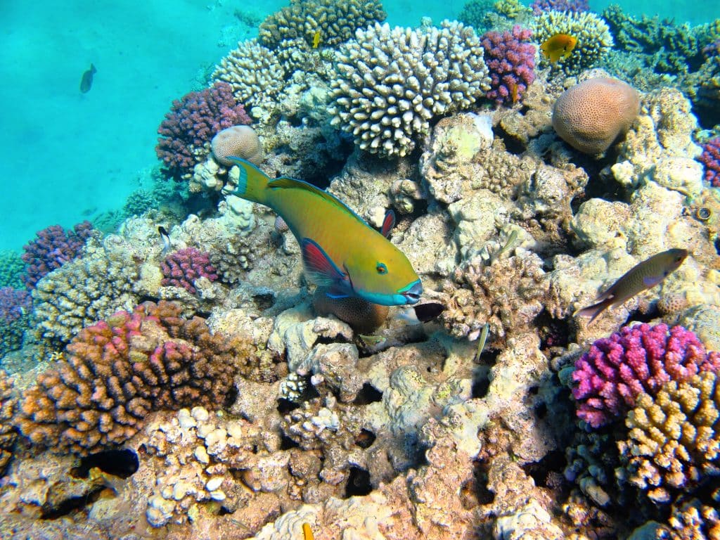 Rusty,Parrotfish,(scarus,Ferrugineus),On,The,Coral,Reef.,Fish,Portrait,