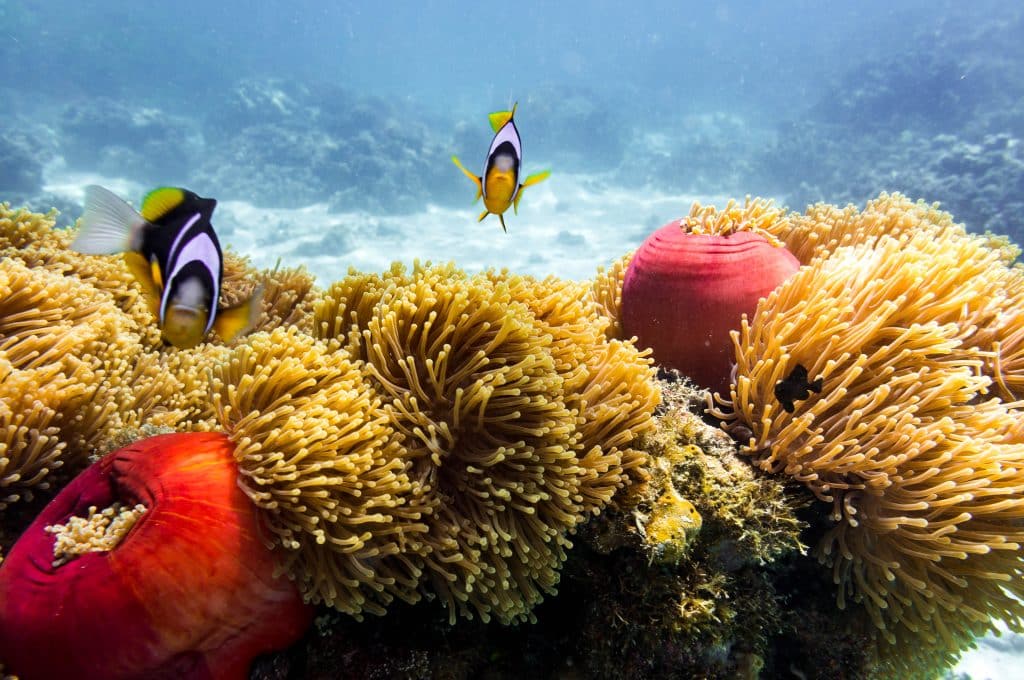 Blue,Ocean,,Colorful,Tropical,Coral,Reef,And,School,Of,Reef