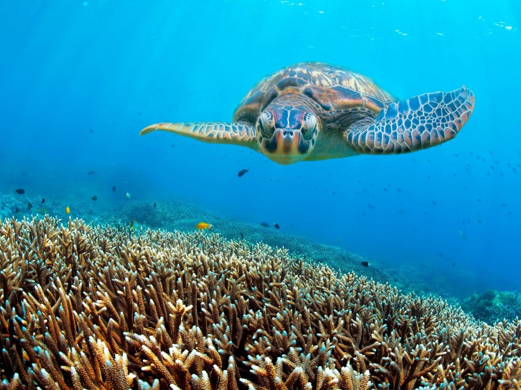 Green,Turtle,Swimming,Above,Corals
