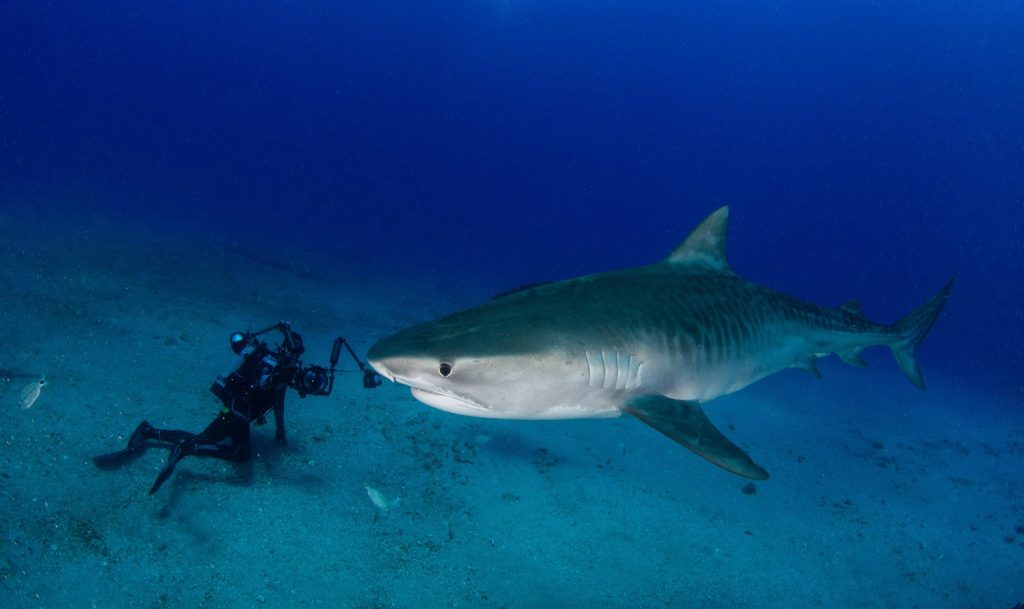 Tiger,Sharks,And,An,Underwater,Photographer,Observe,Each,Other,Off