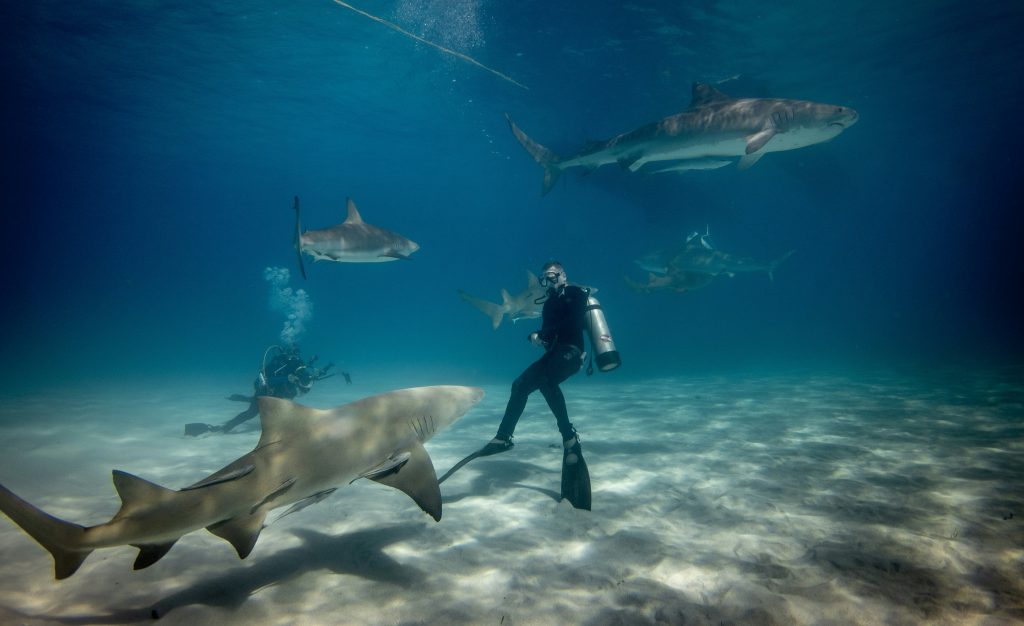 Plongée avec les requins au large de Miami Etats Unis plongeurs