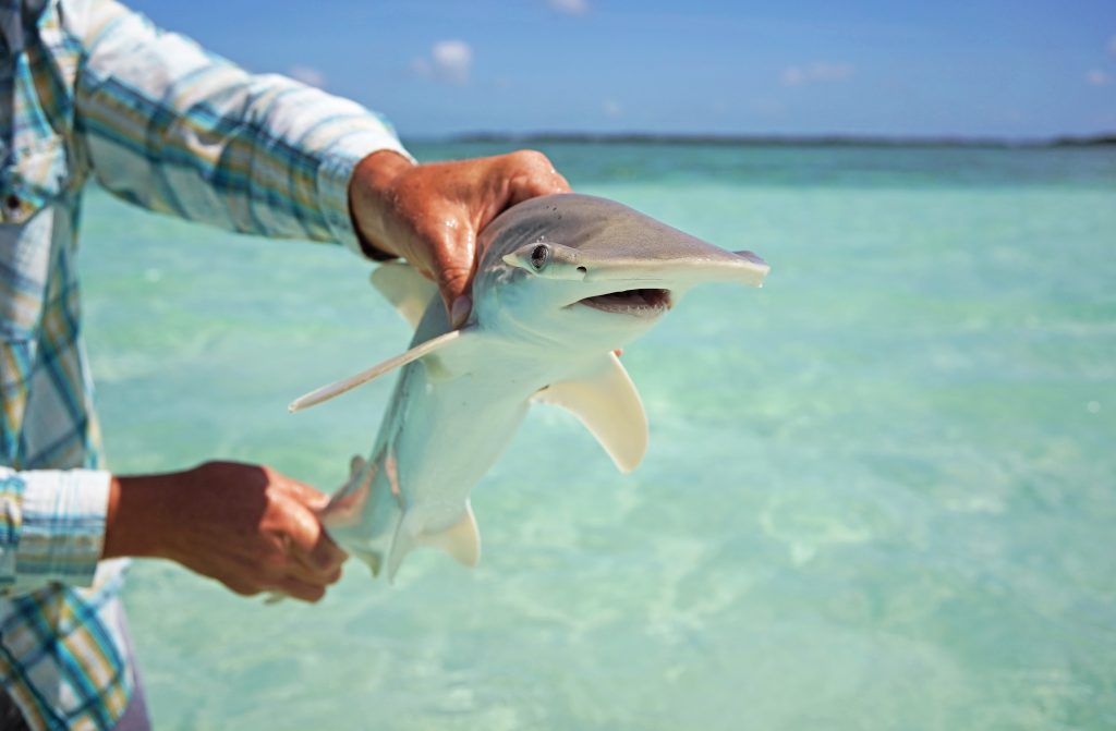 Florida,Keys,Bonnet,Head,Juvenile,Shark