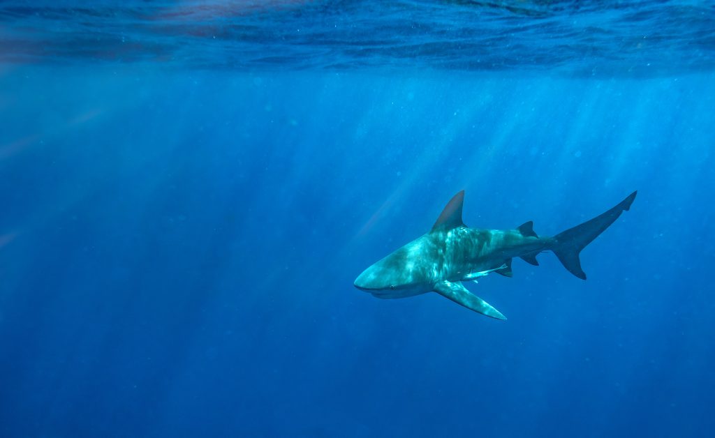 A,Bull,Shark,Off,The,Coast,Of,Florida