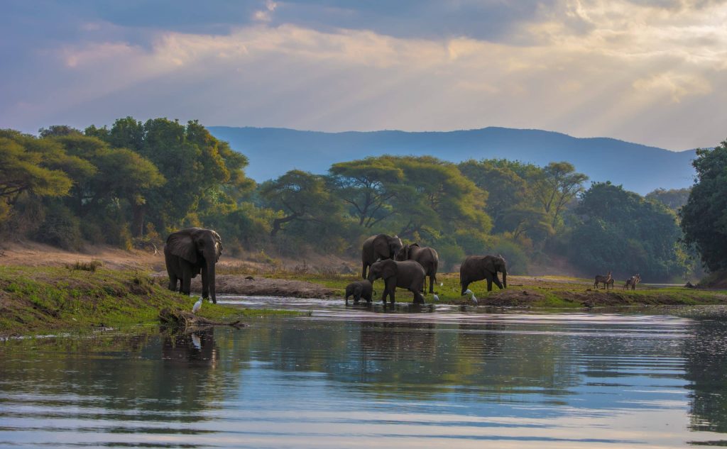 Elephant,Herd,On,The,River,Banks,Below,A,Mountain.,Zambia.