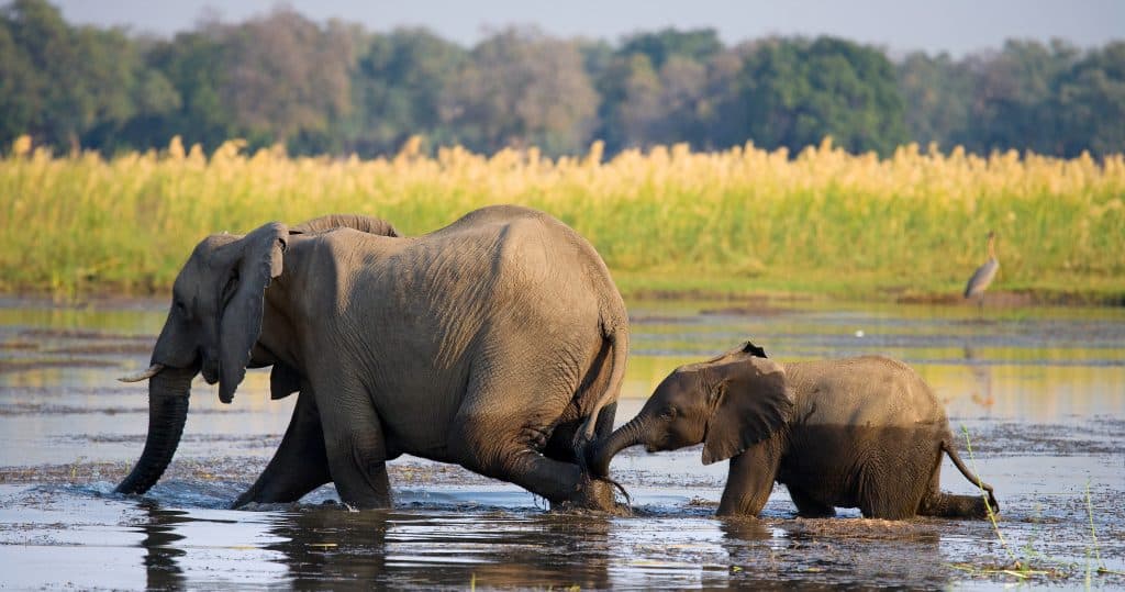 Elephant,With,Baby,Crossing,The,River,Zambezi.zambia.,Lower,Zambezi,National