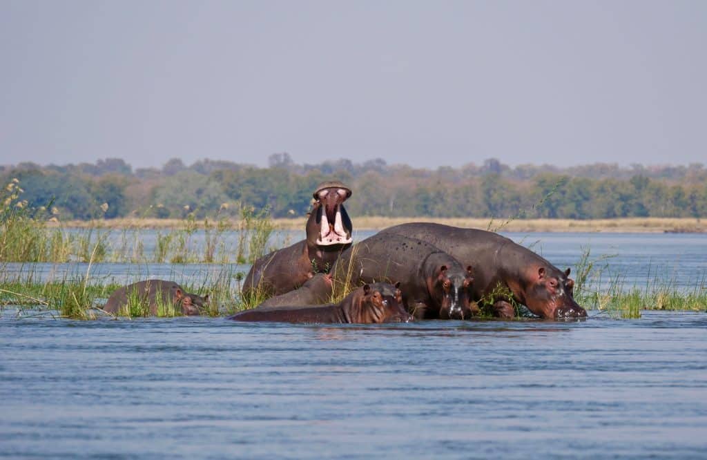 Hippos,In,Lower,Zambezi,River, ,Zambia