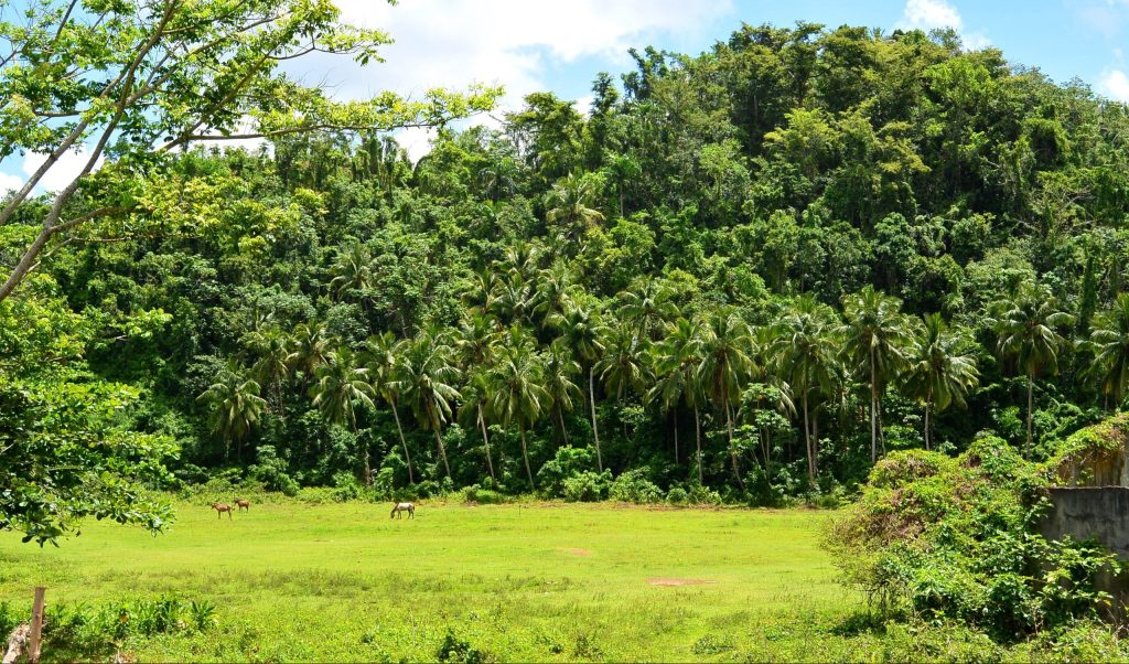 Green,Lawn,With,Grazing,Horses,Among,The,Jungle,And,Palm