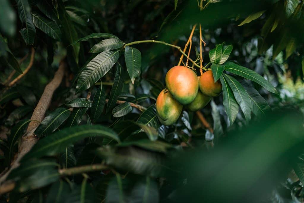 Mango,Trees,With,Close,Up,View,Of,Big,Mangos,On