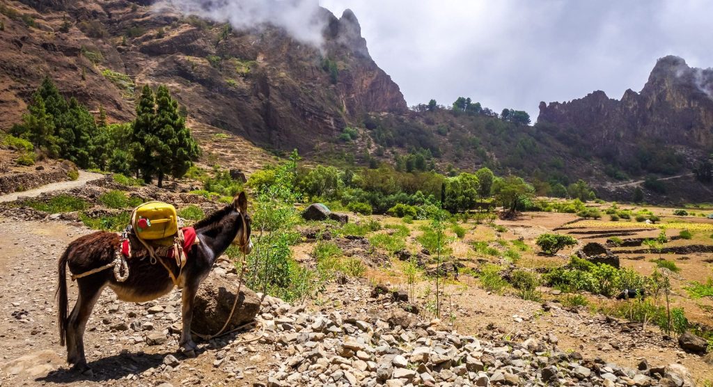 Donkey,In,Cova,De,Paul,Votano,Crater,In,Santo,Antao
