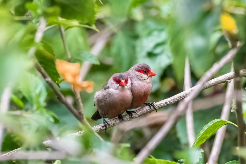 Common,Waxbill,,Estrilda,Astrid,,Two,Tropical,Birds,In,Sao,Tome
