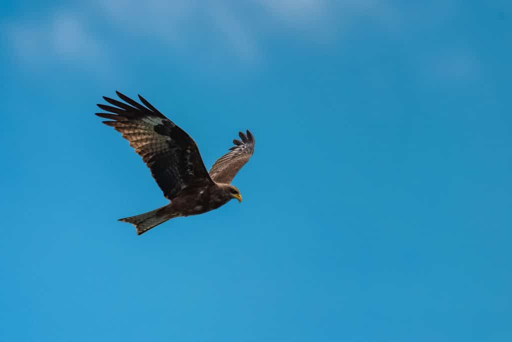 Yellow billed,Kite,,Milvus,Aegyptius,,African,Bird,Of,Prey