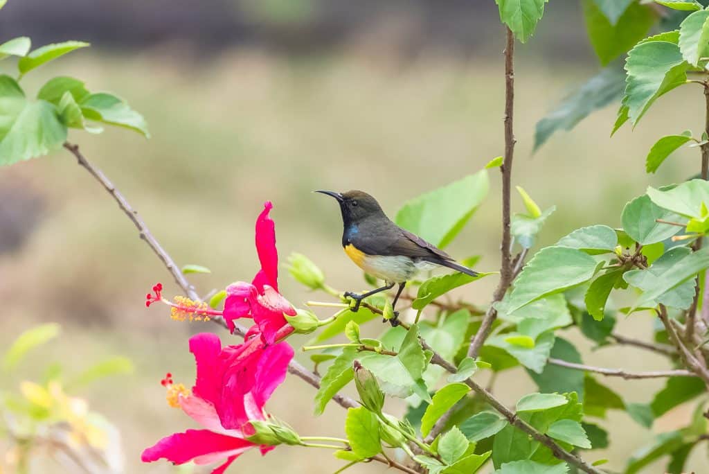 Newton's,Sunbird,,Male,,Beautiful,Bird,In,Sao,Tome,And,Principe,