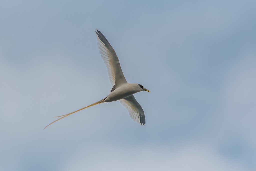 White tailed,Tropicbird,,Phaethon,Lepturus,,Beautiful,Bird,Flying