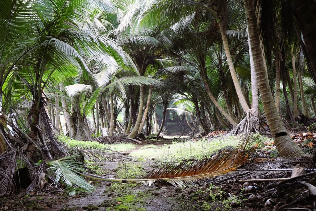 Randonnée jusqu’au tapis végétal du lac Amélia Sao Tomé sentier