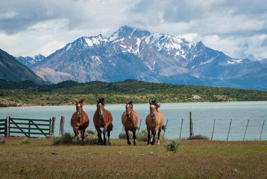 Four,Horses,Galloping,In,Patagonia,In,Front,Of,A,Glacier