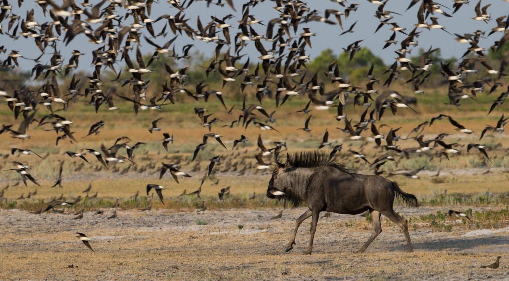 king lewanika Migration des gnous dans le Parc de Liuwa Plains Zambie oiseau et gnou