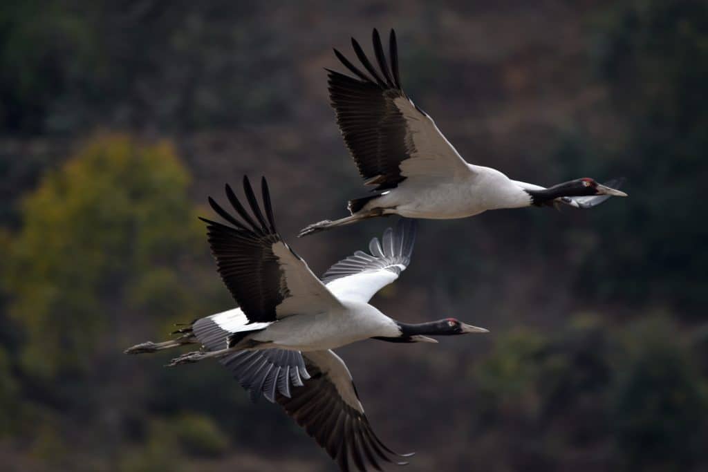 Black necked,Cranes,At,Trahiyangtse,,Eastern,Bhutan.