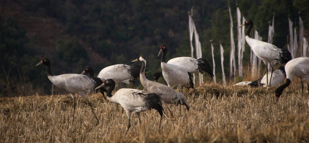 A,Common,Crane,In,A,Flock,Of,Black necked,Cranes,In