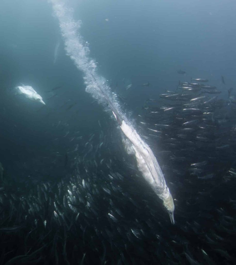Cape,Gannets,Diving,Into,A,Sardine,Bait,Ball,To,Feed,