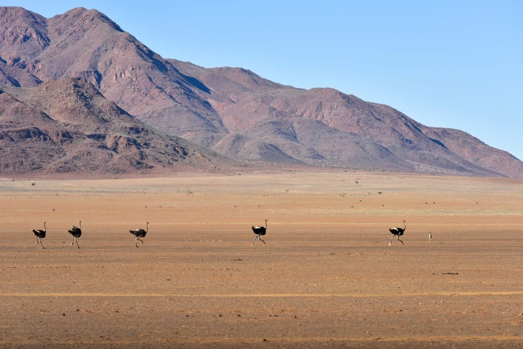 Ostrich,Along,The,Desert,Landscape,In,The,Namibrand,Nature,Reserve