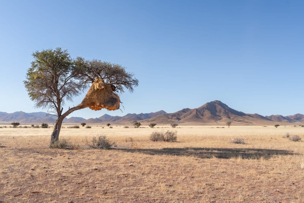 Communal,Nest,Of,Sociable,Weavers,(philetairus,Socius),In,Acacia,Tree,