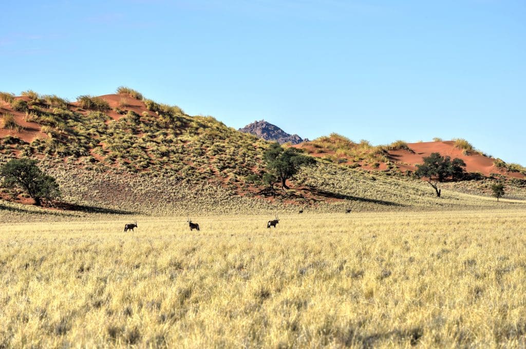 Desert,Landscape,In,The,Namibrand,Nature,Reserve,In,Namibia.