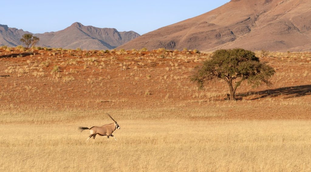 Desert,Landscape,With,Acacia,Trees,And,Running,Oryx,In,Namibrand