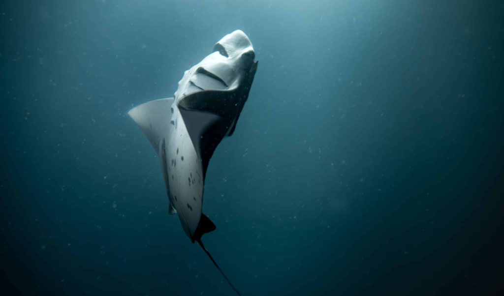 Dancing,Manta,Ray,At,A,Night,Dive,In,The,Maldives