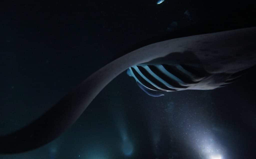 A,Manta,Ray's,Gills,Open,To,Take,In,Plankton.