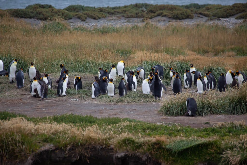 ©Explora Chili Tierra del Fuego faune