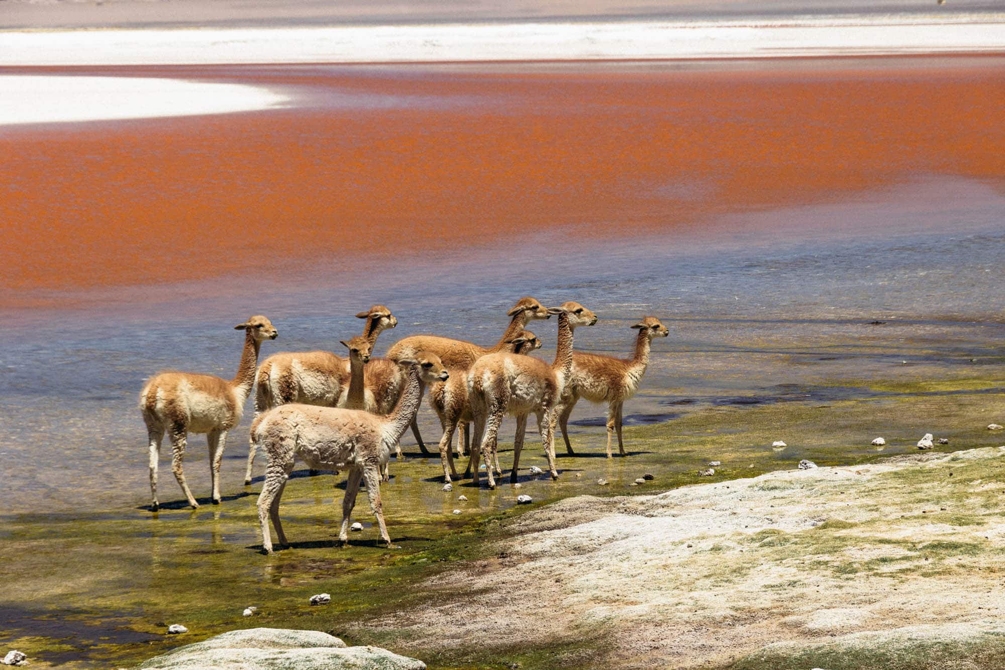 ©Explora Jirira Uyuni Bolivie faune