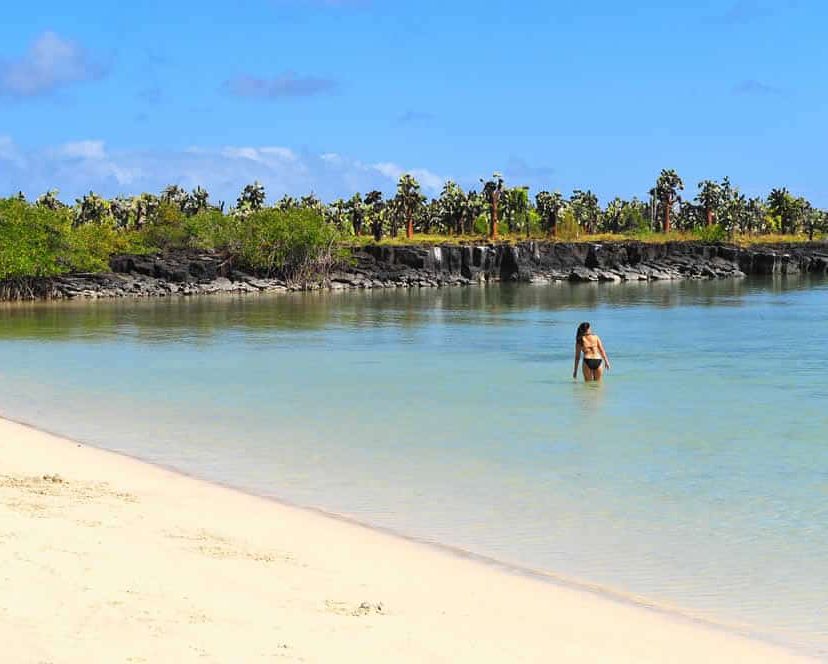 Equateur Galapagos Pikaia Lodge plage sauvage iguane marine
