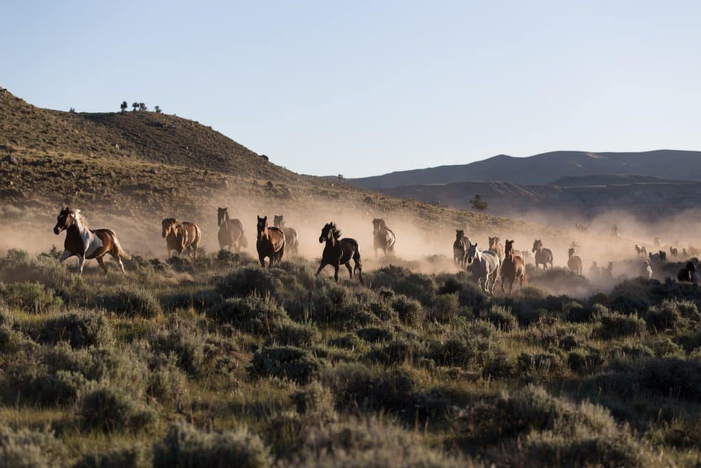 Horses,Running,Home,To,Ranch.
