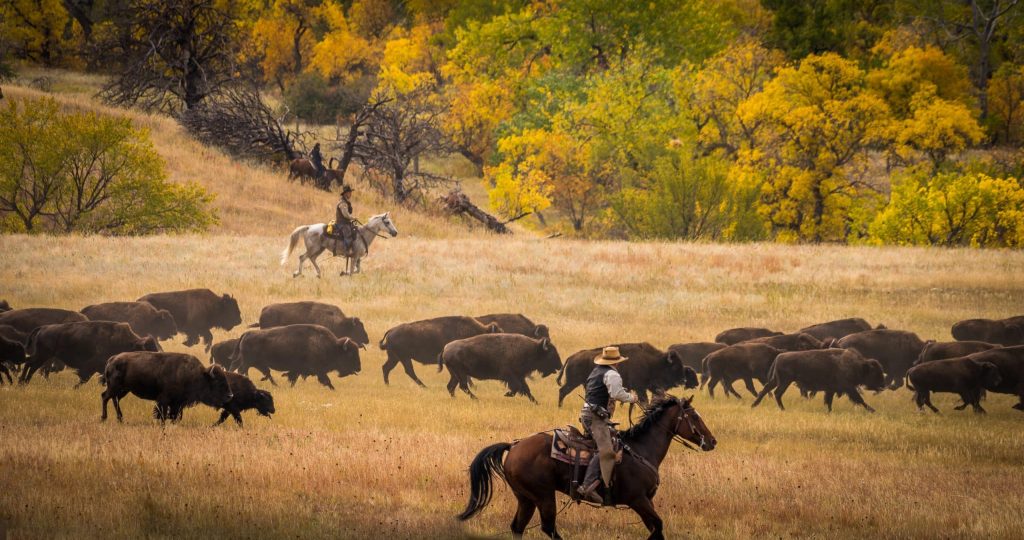 Buffalo,Round,Up
