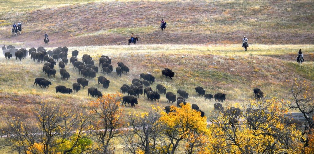 The,Annual,Buffalo,Round up,At,Custer,State,Park,In,South