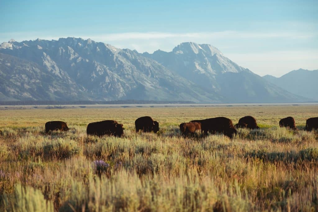 Etats Unis cowboy Wyoming troupeau paysage