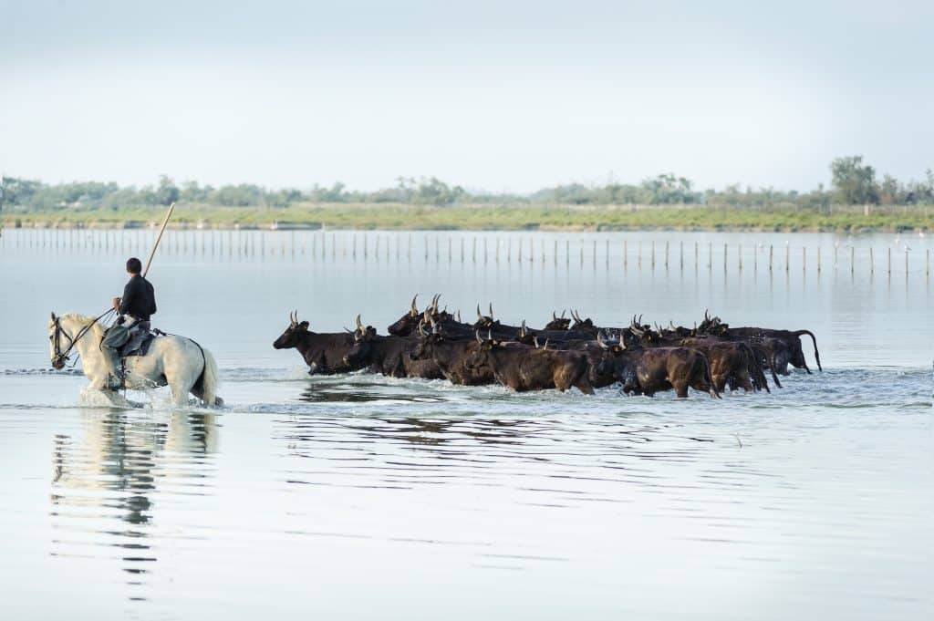 Camargue,Cowboy,,Riding,On,Beautiful,Camargue,White,Horses,,Southern,France.