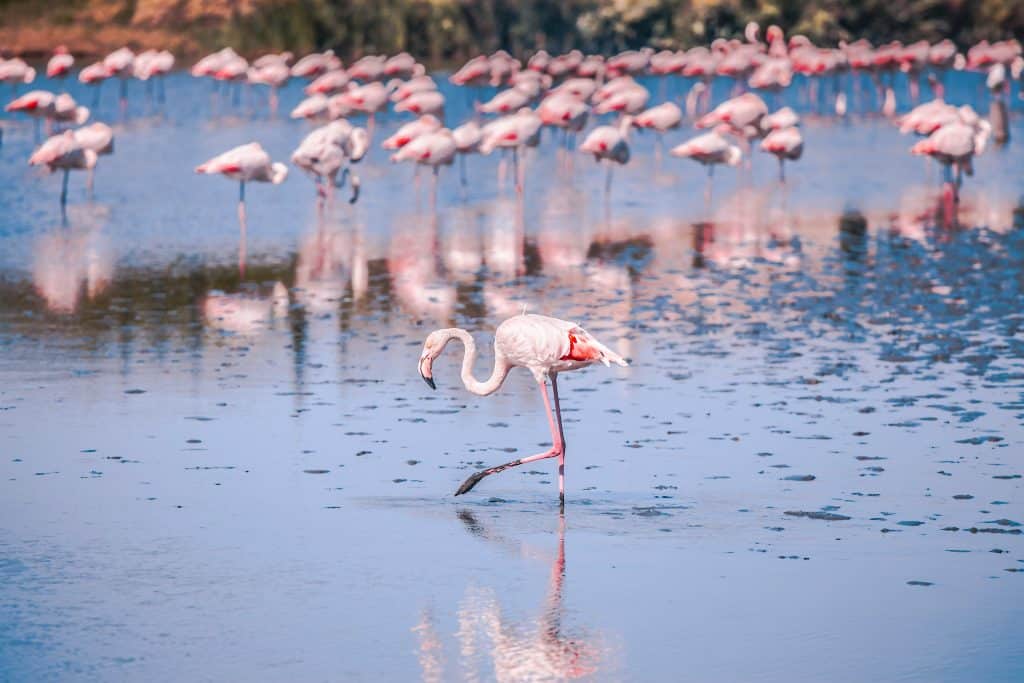 France Camargue manadiers flamants roses