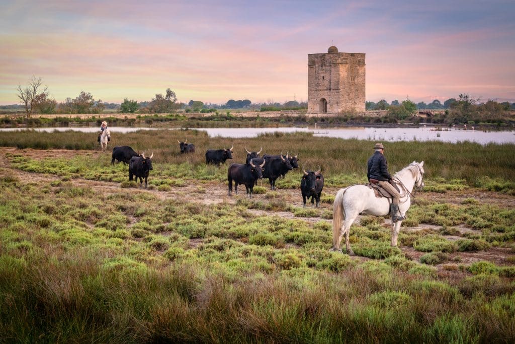 Cowboy,Carrying,A,Long,Cattle,Prod,Near,A,Herd,Of